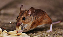 24 Hour & Emergency Exterminators in New Martinsville, WV
